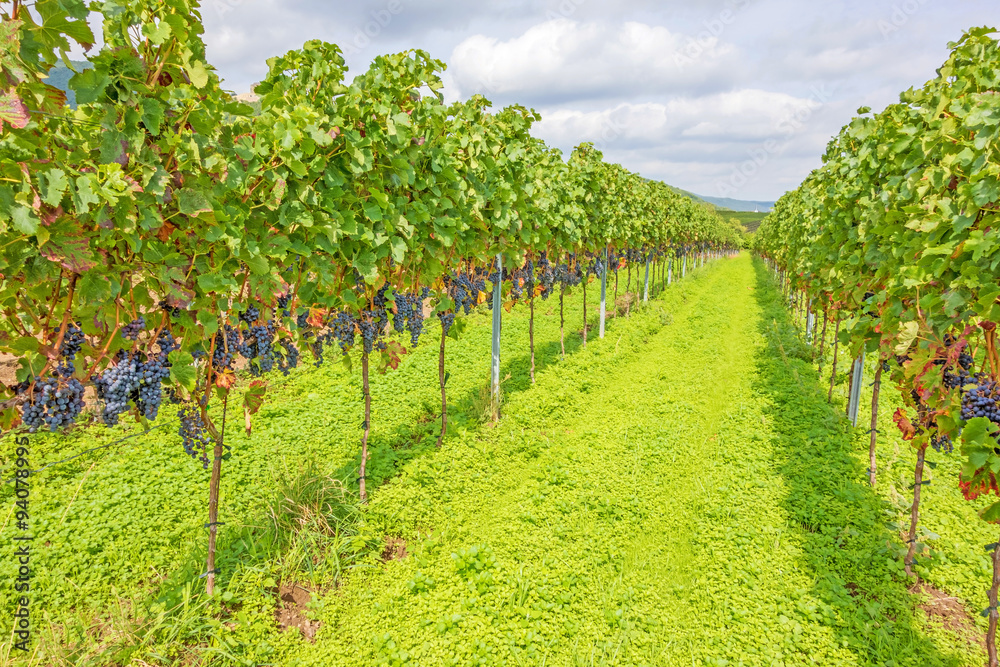 ripe grapes in vineyard