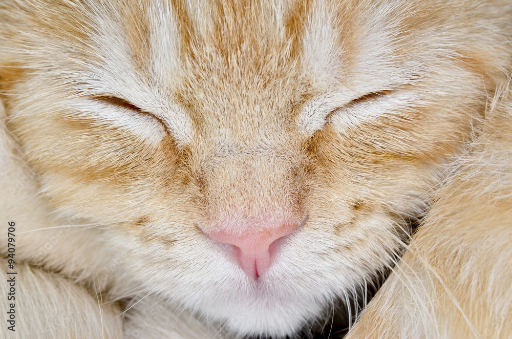 Muzzle of a young cat carroty closeup Muzzle of a young cat carroty closeup