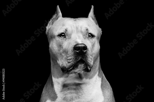 Staffordshire bull terrier