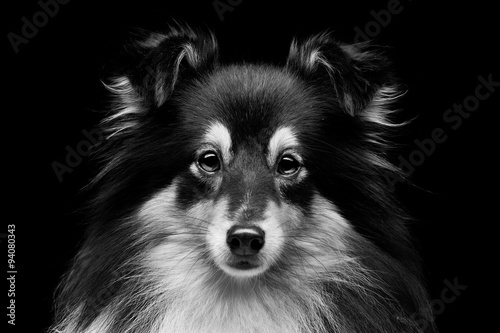 Fototapeta Naklejka Na Ścianę i Meble -  Sheltie dog