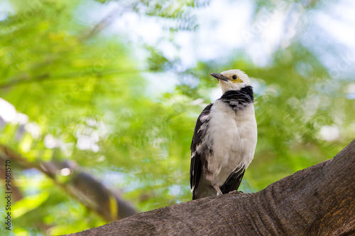 Black-collared Starling perching on tree with beautiful green background