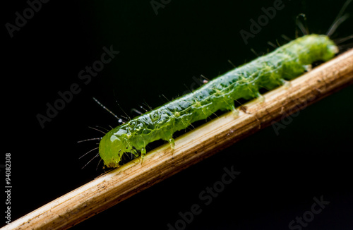 Macro close up, green worm is eating leaf