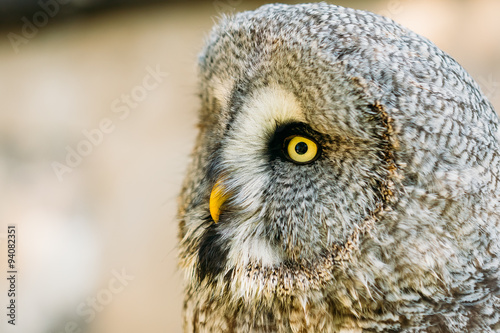 The great grey owl or great gray owl