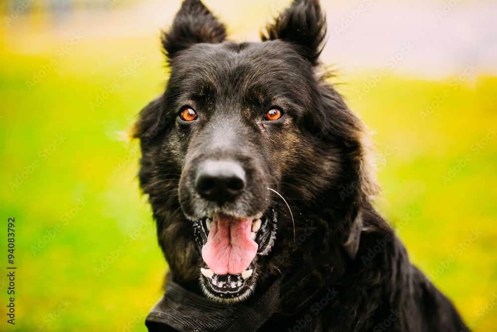 Fototapeta premium German Shepherd Dog Close Up 
