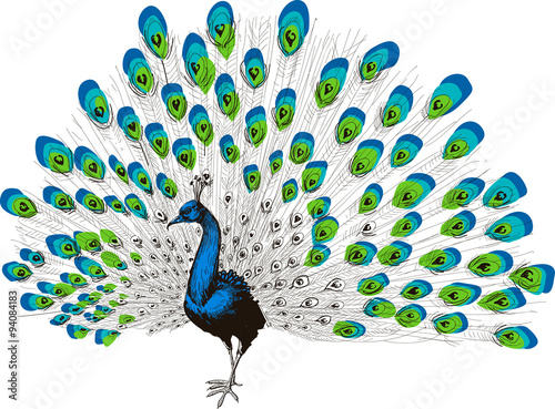 Peacock hand drawing