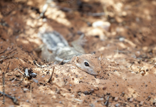 Squirrel in a natural habitat, Valley of Fire State Park, USA.