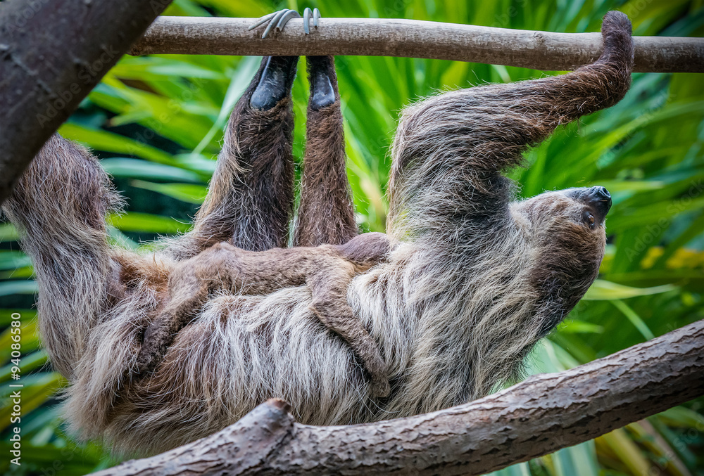 Fototapeta premium Faultier Mutter mit 1 Monat altem Baby