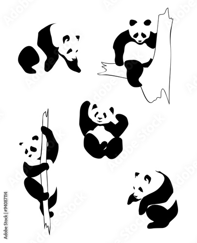 Fototapeta Naklejka Na Ścianę i Meble -  Pandas in different positions