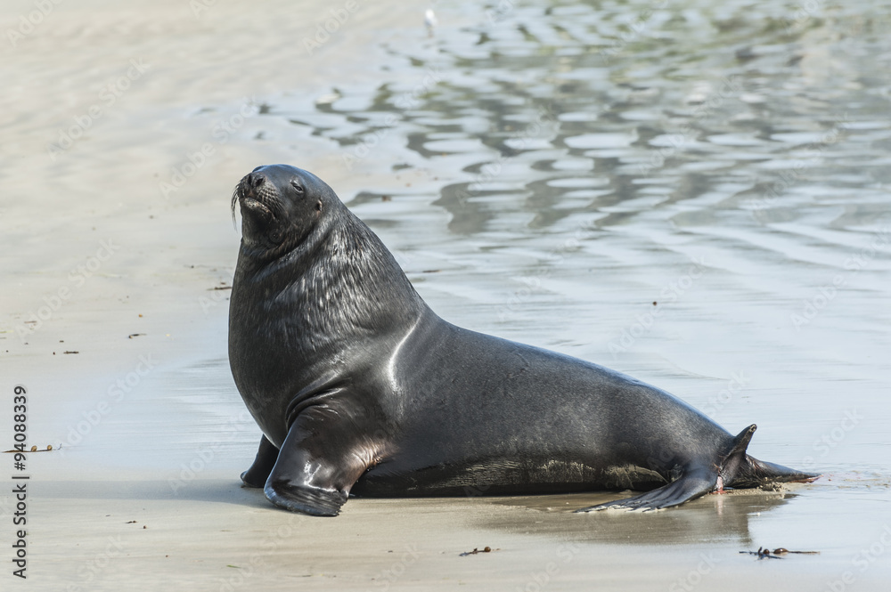 Fototapeta premium Sea Lion