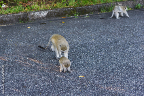 Monkey. South Africa.
