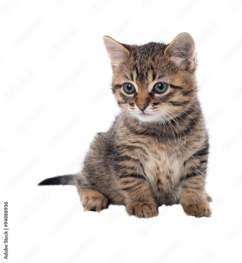 Grey striped kitten with an attentive eye. isolated