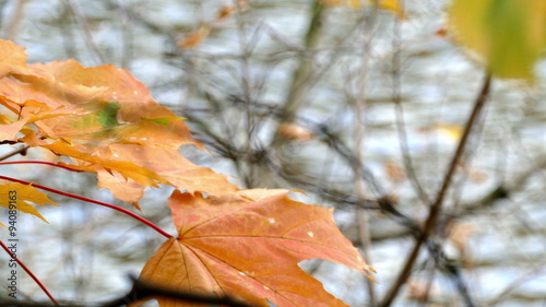 Yellow maple leaves and water in a pond in autumn