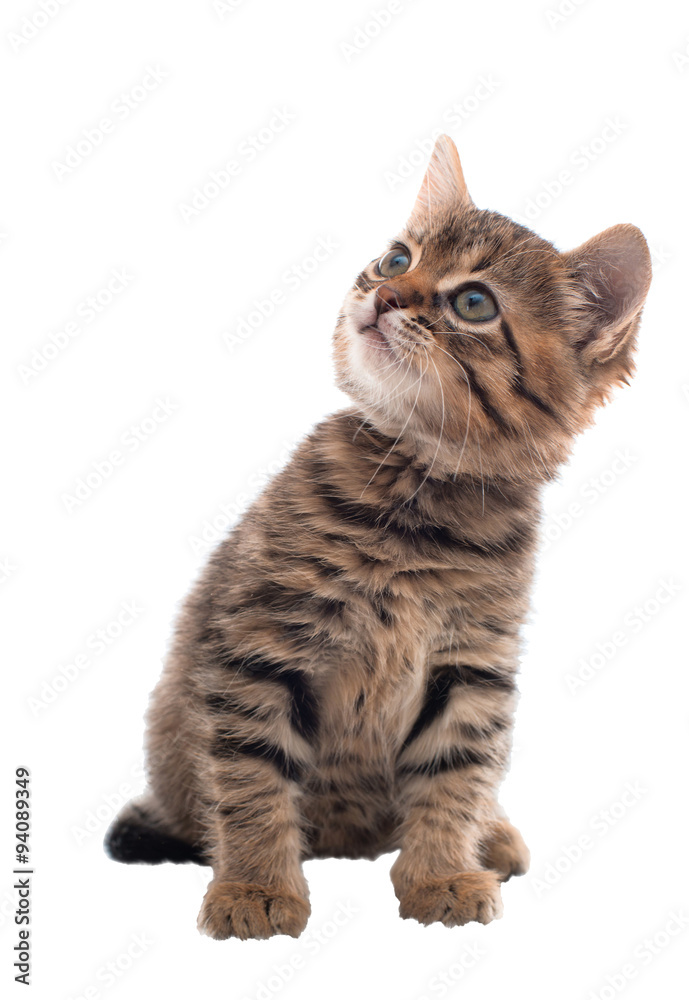 Grey striped kitten with an attentive eye. isolated