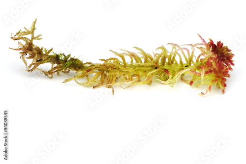 One single stem of peat Sphagnum moss on white background photo