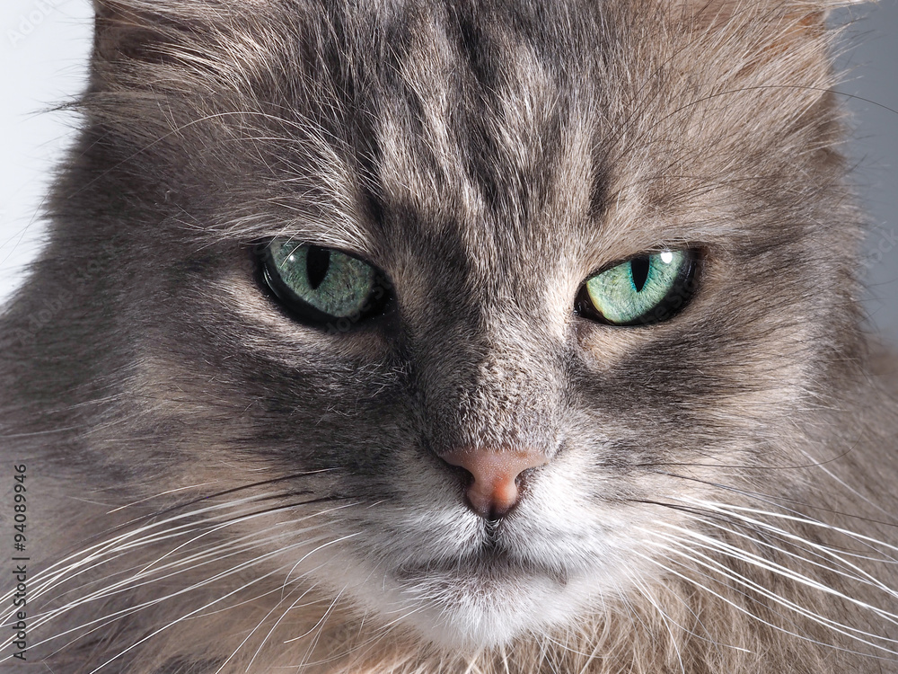 Портрет домашнего кота с зелеными глазами. Кот пушистый, серый, красивые глаза. Портрет кота крупно 
