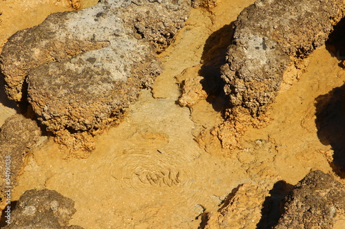 Stromatolites in Shark Bay, Australia photo