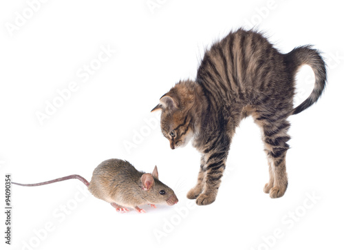 Cat and mouse. isolated