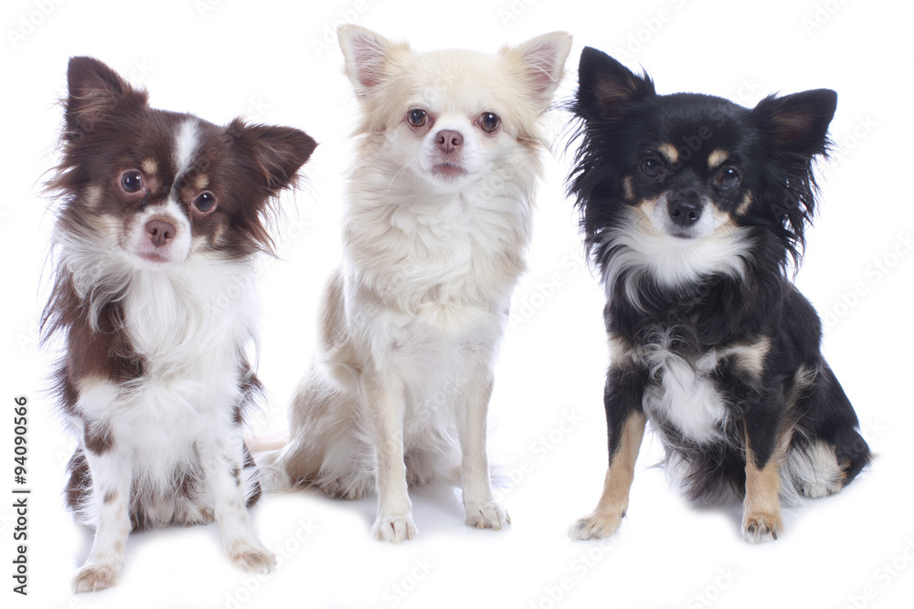 Gruppe von drei Chihuahua Hunden