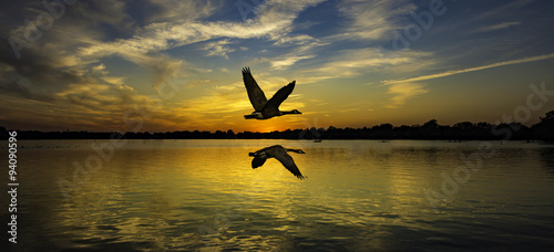 Geese flying over beautiful sunset on Wilcox lake.