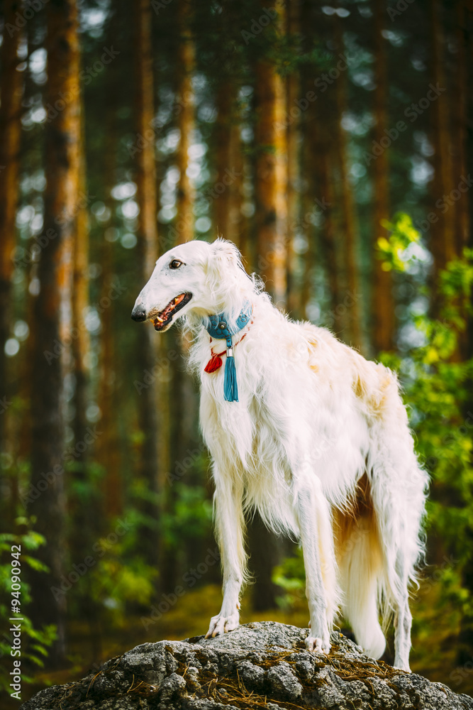 White Russian Borzoi, Hunting Dog standing on a rock in forest White Russian Borzoi, Hunting Dog standing on a rock in forest