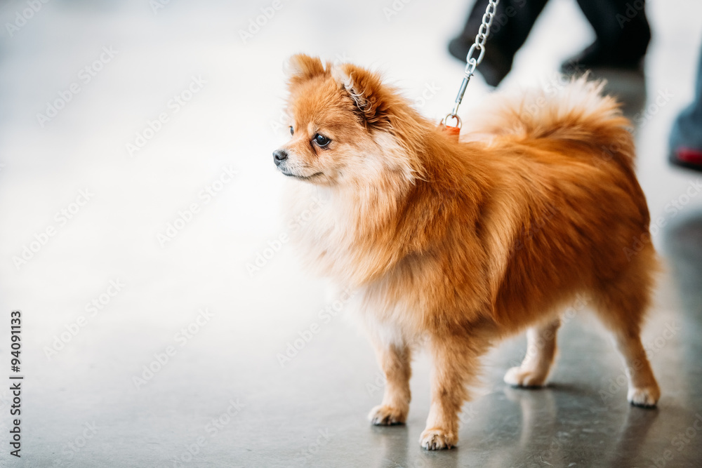 Pomeranian Puppy Spitz Dog On Floor