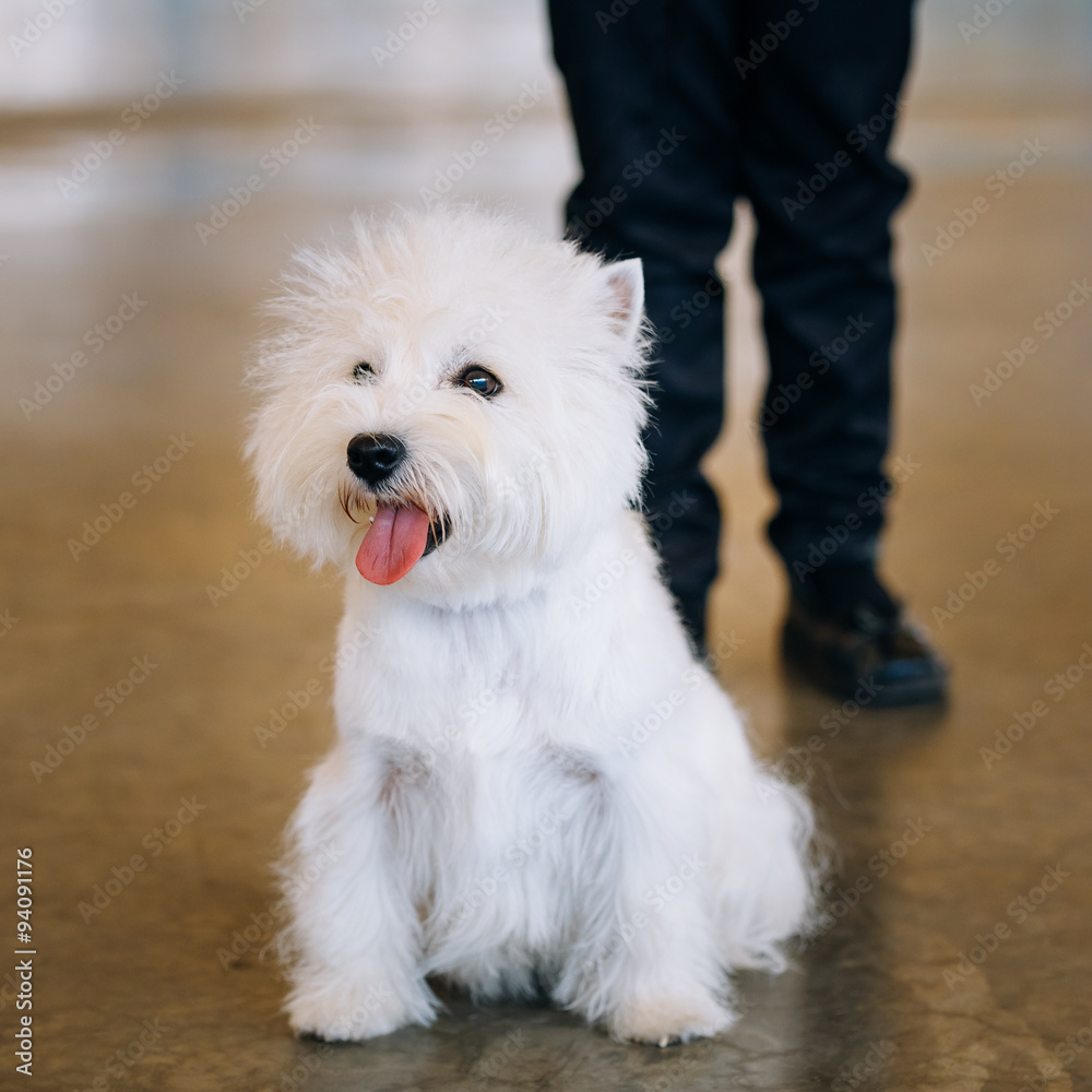 White West Highland White Terrier - Westie, Westy Dog White West Highland White Terrier - Westie, Westy Dog