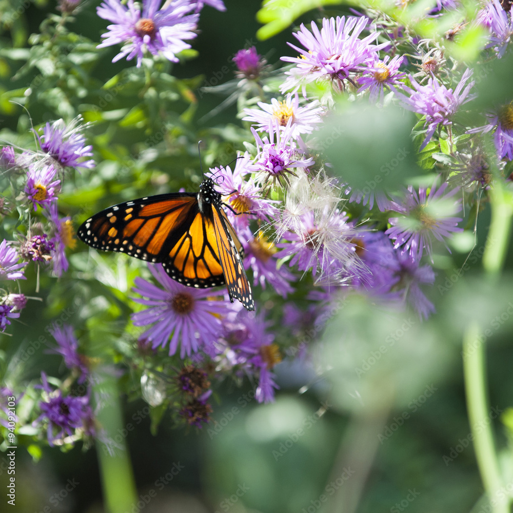 butterfly on a wildflower butterfly on a wildflower