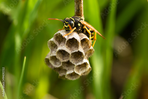 The yellow jacket wasp on the nest in grass