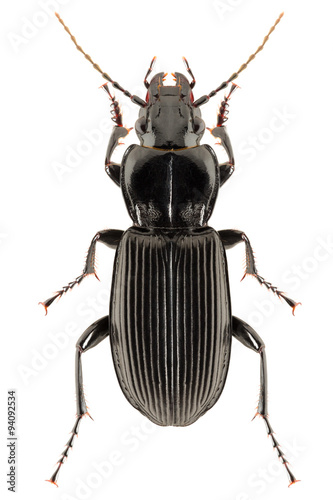 Pterostichus melanarius photo