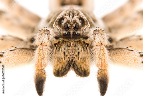 Lycosa singoriensis spider