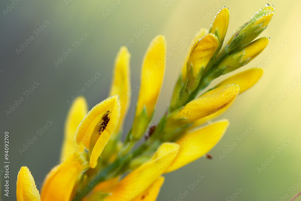 Flower of Genista tinctoria