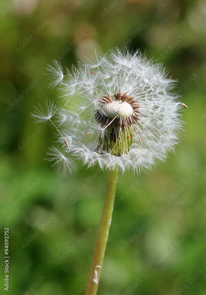 Fototapeta premium Одуванчик с разлетающимися семенами