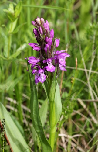                                                            Dactylorhiza salina 