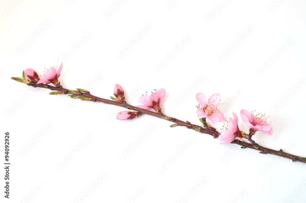 Peach Blossom