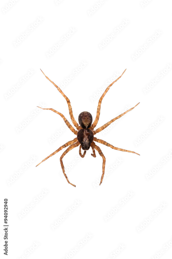 Pardosa lugubris wolf spider isolated on white background Pardosa lugubris wolf spider isolated on white background