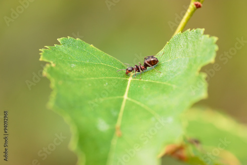 ant on the green leaf