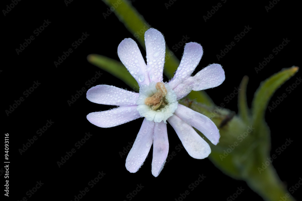 Fototapeta premium White flower Silene latifolia isolated on black background