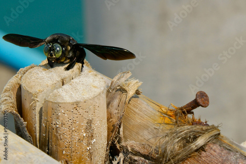 Tropical carpenter bee