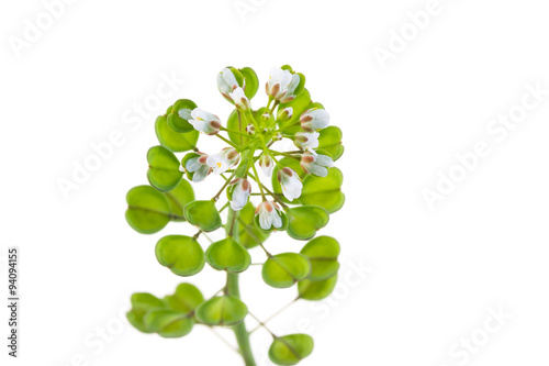 Thlaspi perfoliatum on white background