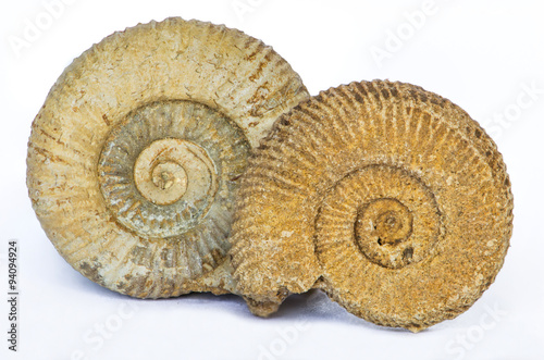 Dactylioceras, ammonite fossile