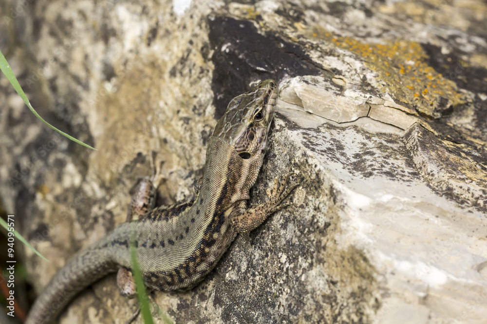 Common wall lizard (Podarcis muralis) from Germany, Europe