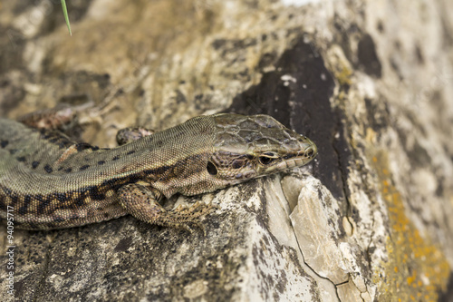 Common wall lizard (Podarcis muralis) from Germany, Europe