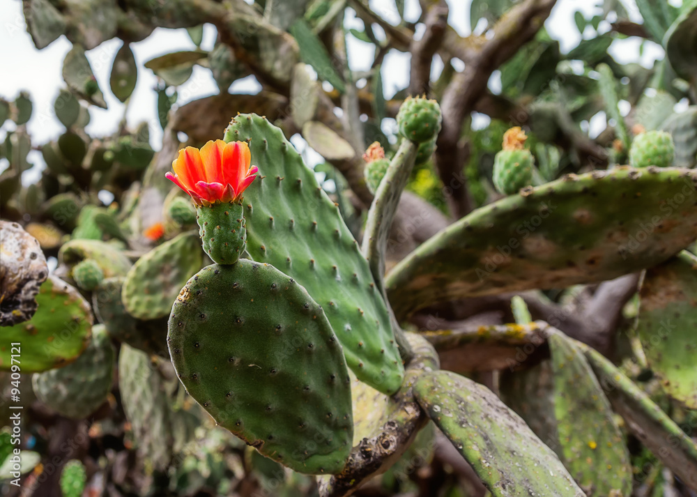 Garden with cactuses in Las Palmas on Gran Canaria Garden with cactuses in Las Palmas on Gran Canaria