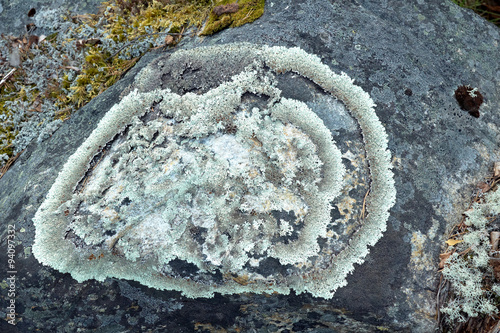 Lichen Parmeliya and others on stone photo