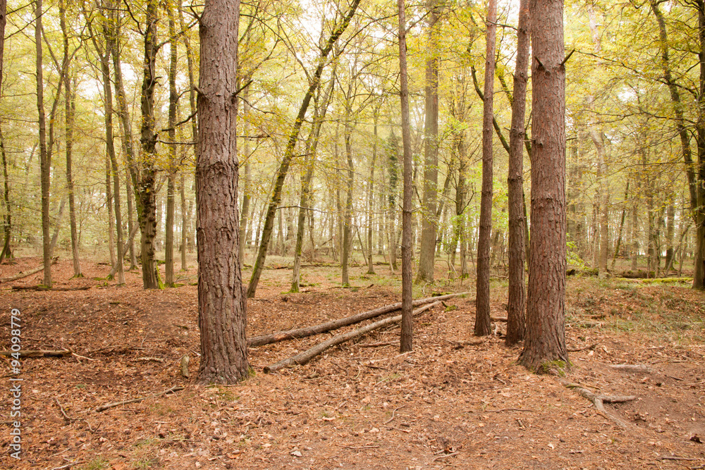 Fototapeta premium Wald