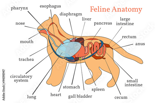 Feline Anatomy. Domestic Cat. photo