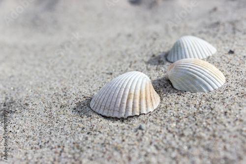 Shells / Shells in the sand