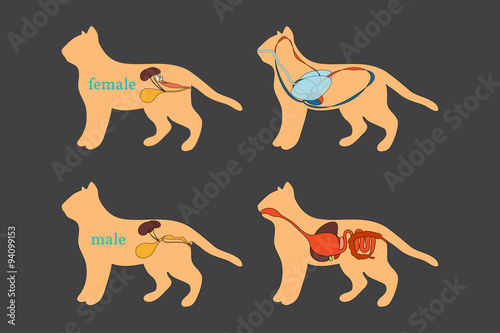 Feline Anatomy. Domestic Cat.