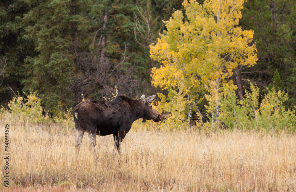 Cow Moose Cow Moose