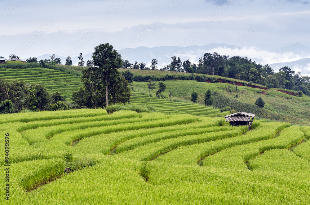 green Terraced Rice Field in Chiangmai, Thaliand